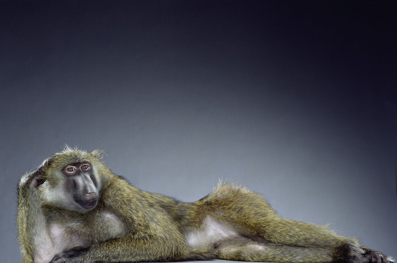 маймуни, Джил Грийнбърг, фотография