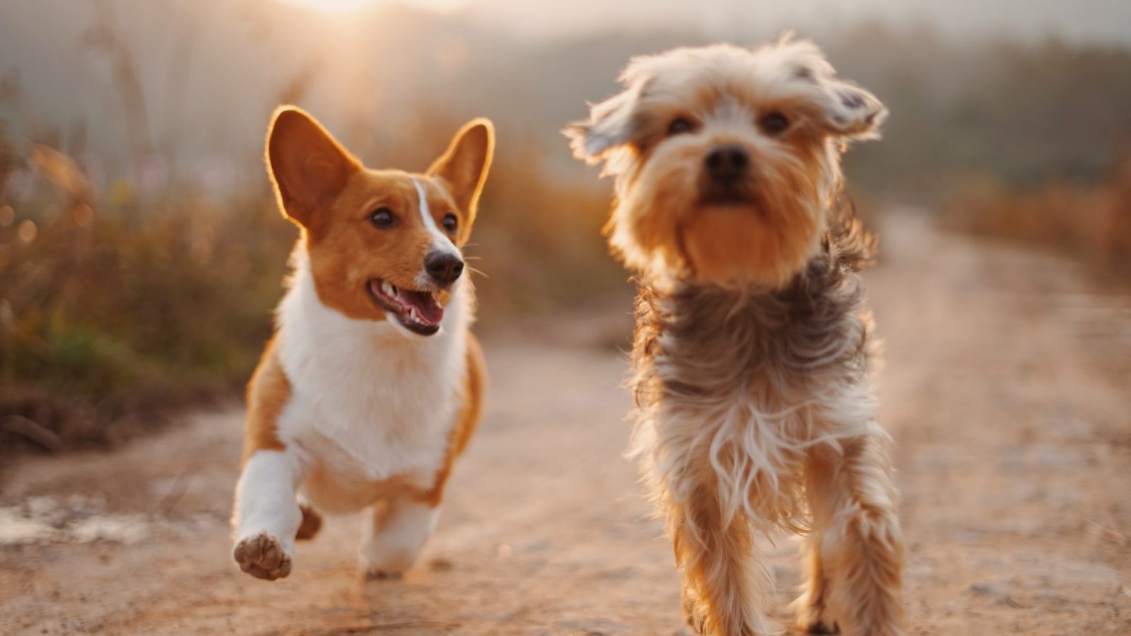 dog