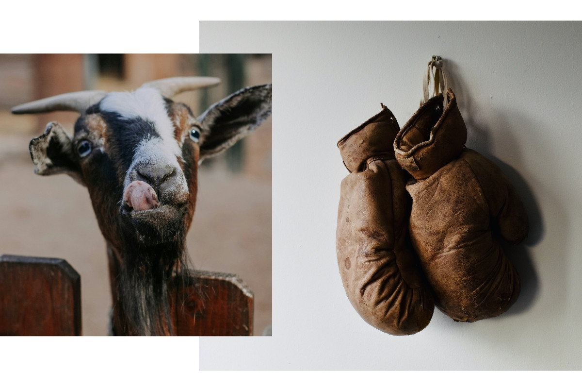 The GOAT – каква е връзката между козите и Мохамед Али