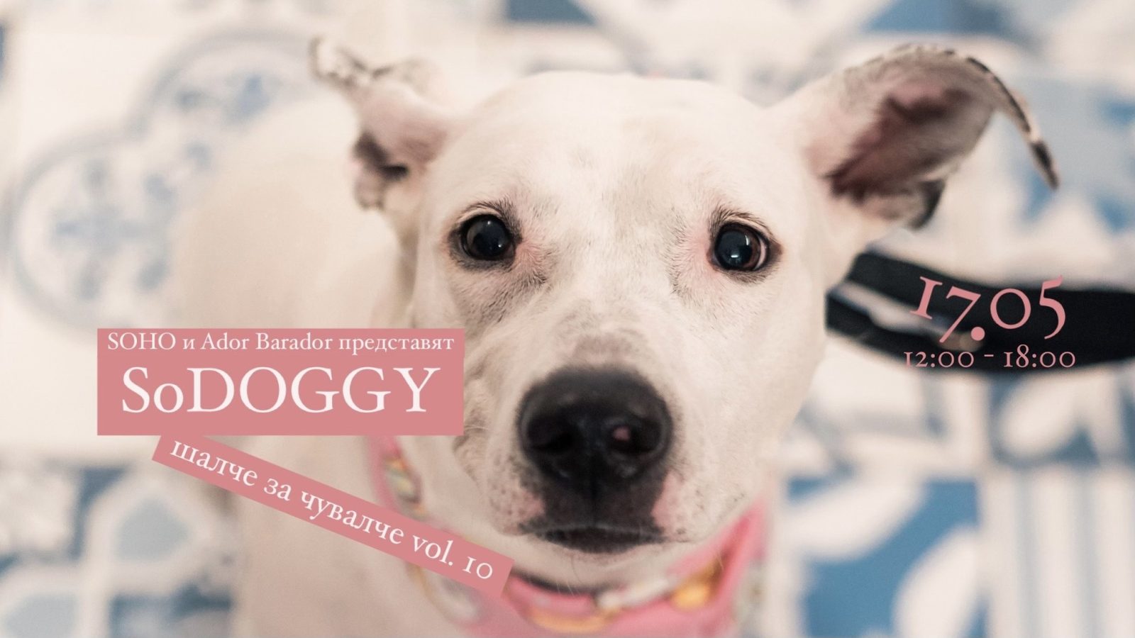 „SoDOGGY - шалче за чувалче“ е тук с юбилейно издание