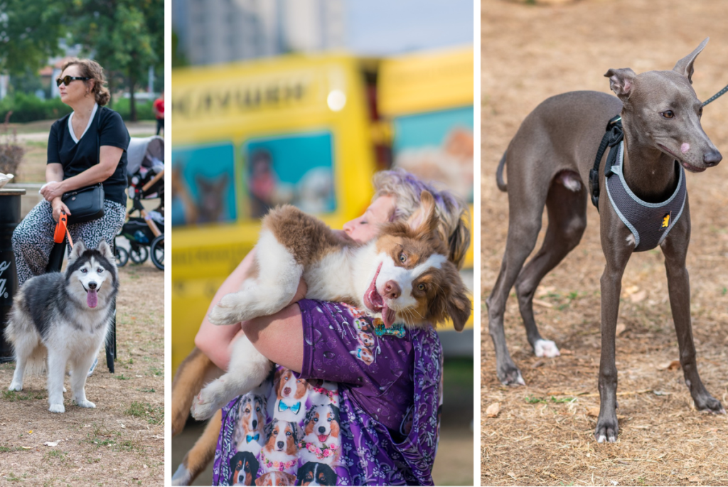 Пет команди, на които да обучиш твоето куче у дома, а след това да ни покажеш на Dog Fest 7