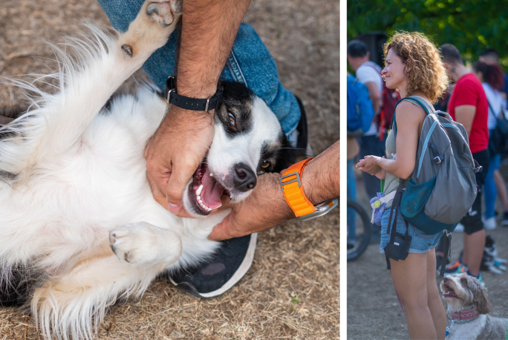 Пет команди, на които да обучиш твоето куче у дома, а след това да ни покажеш на Dog Fest 7