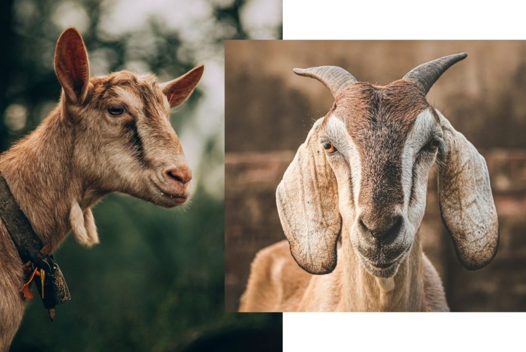 The GOAT – каква е връзката между козите и Мохамед Али
